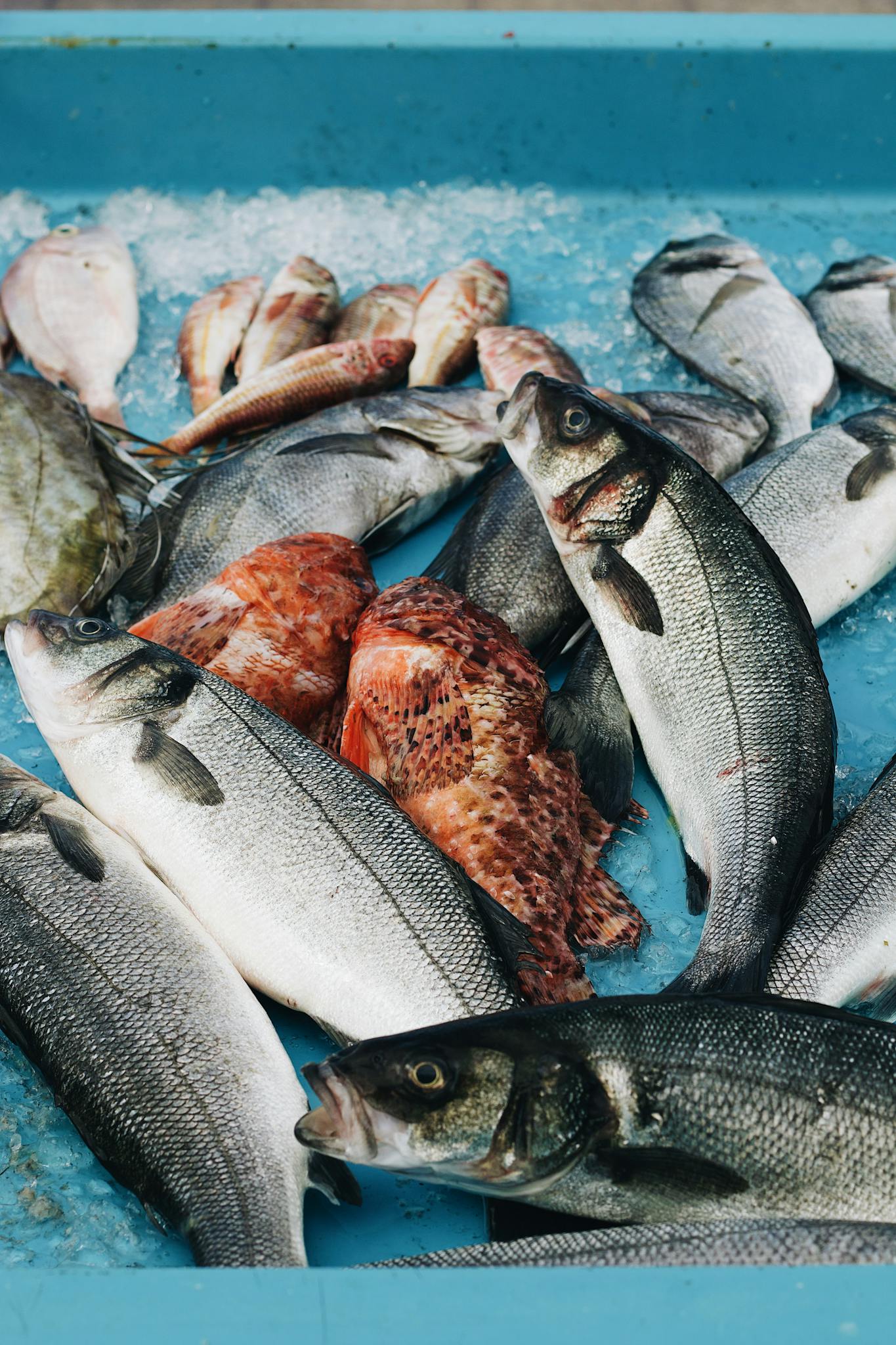 Assorted fresh fish on ice at a market, showcasing seafood diversity.